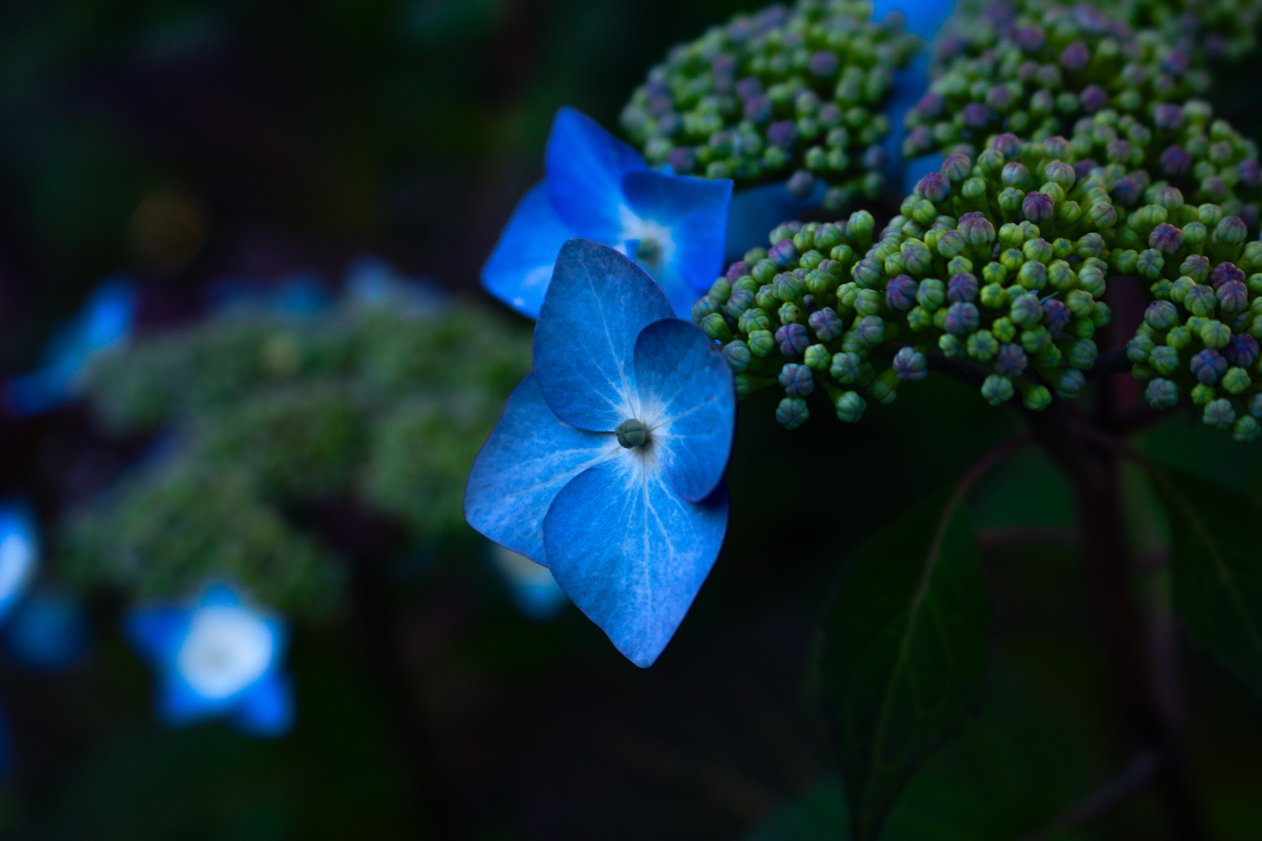 A Photograph of Blue Flowers